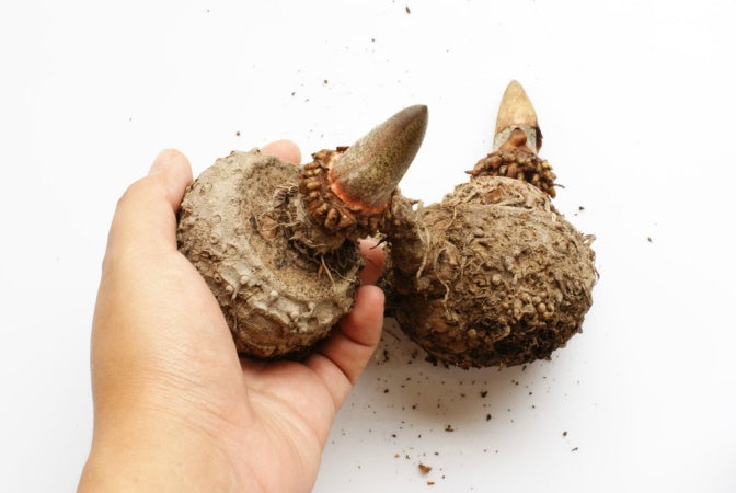 Eponge konjac apaisante ♥